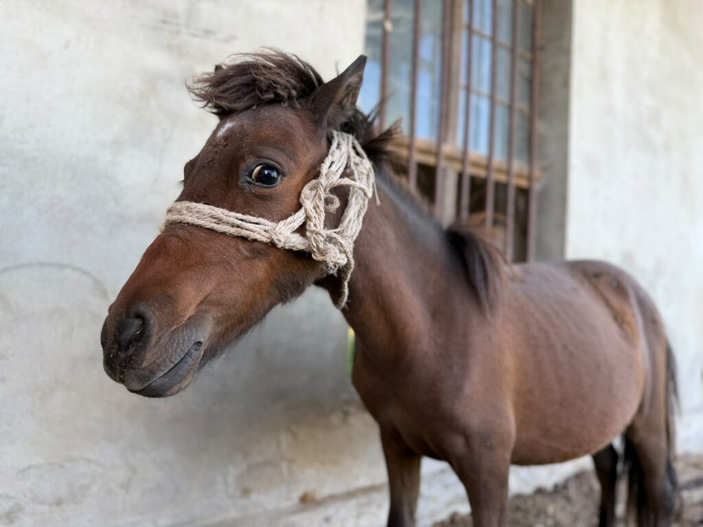 ADMIRAL