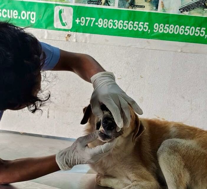 Balu