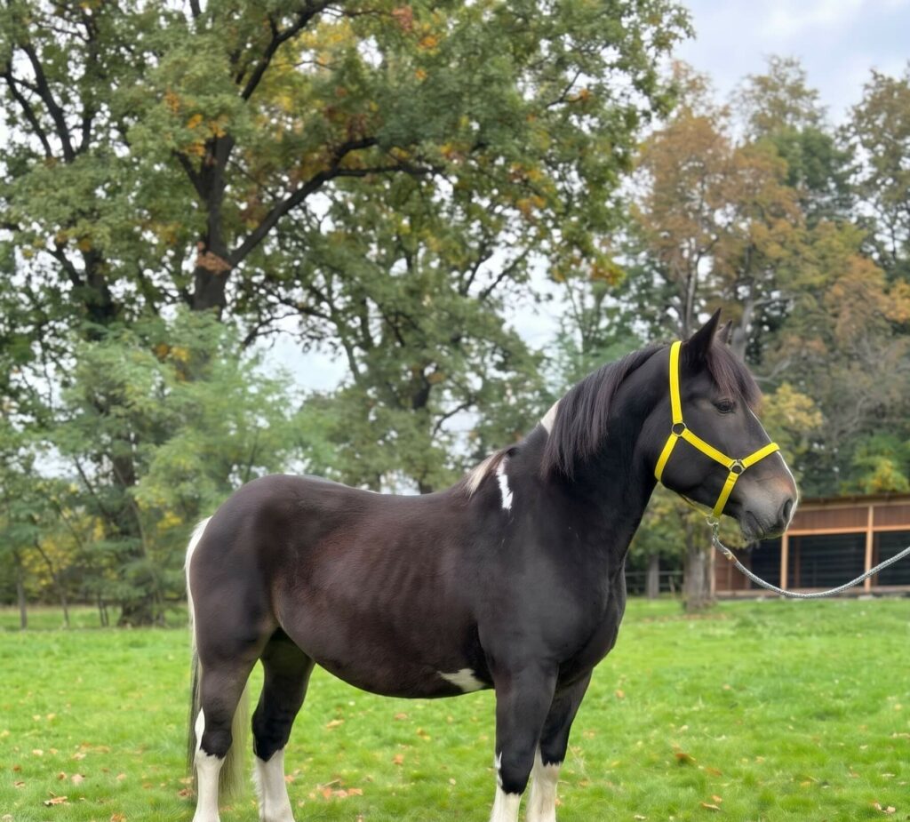 KAJMAK do adopcji