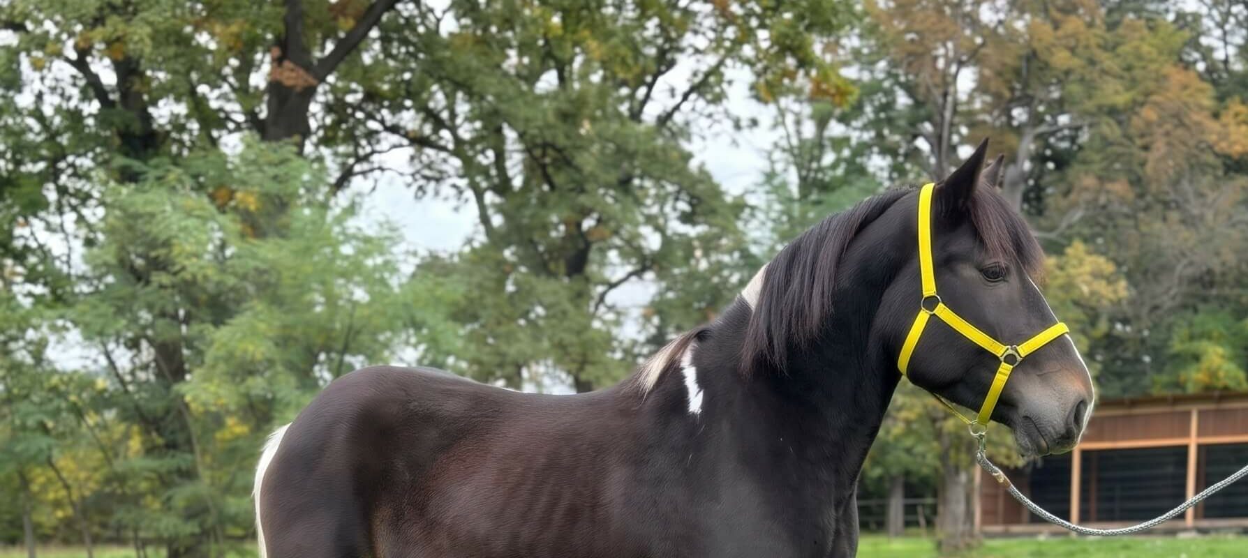 KAJMAK HERO1