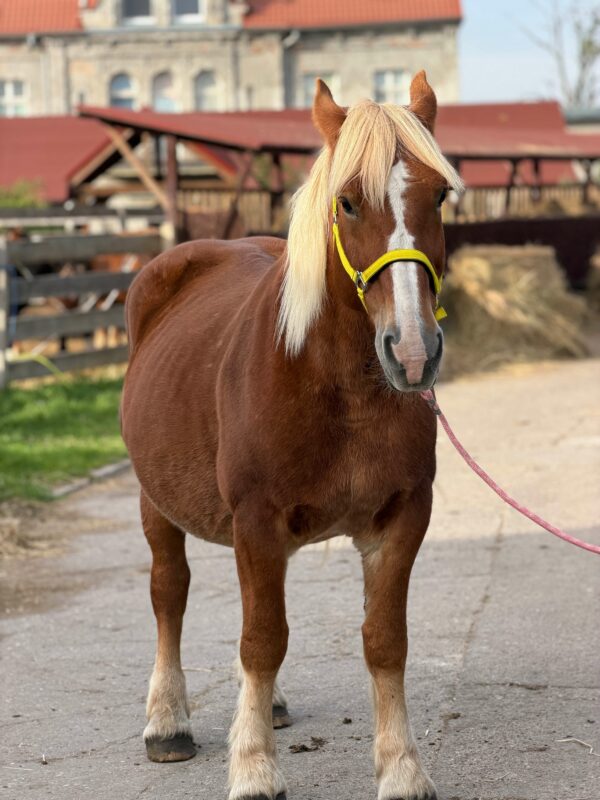 LUSIA ADOPT (5)