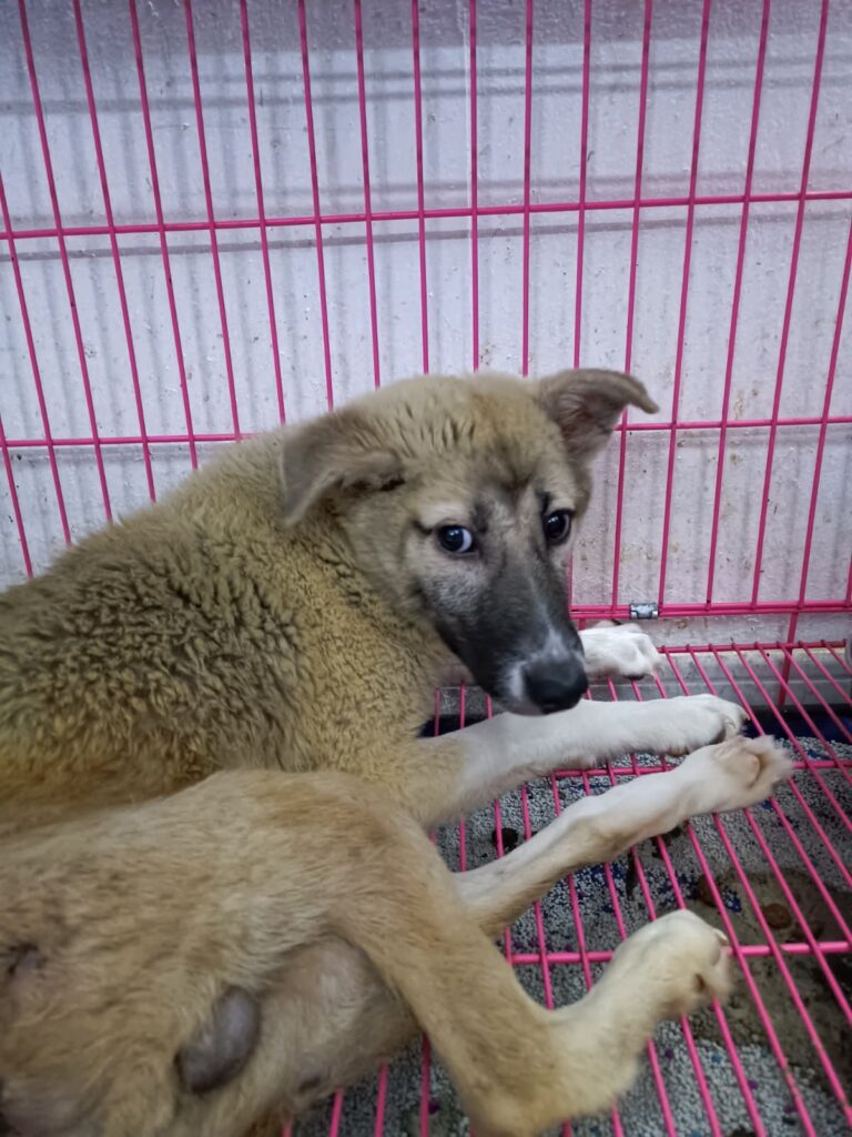 Rico