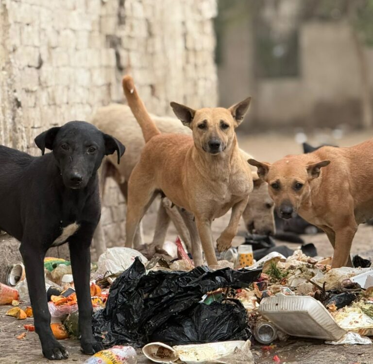 stray dogs in Egypt
