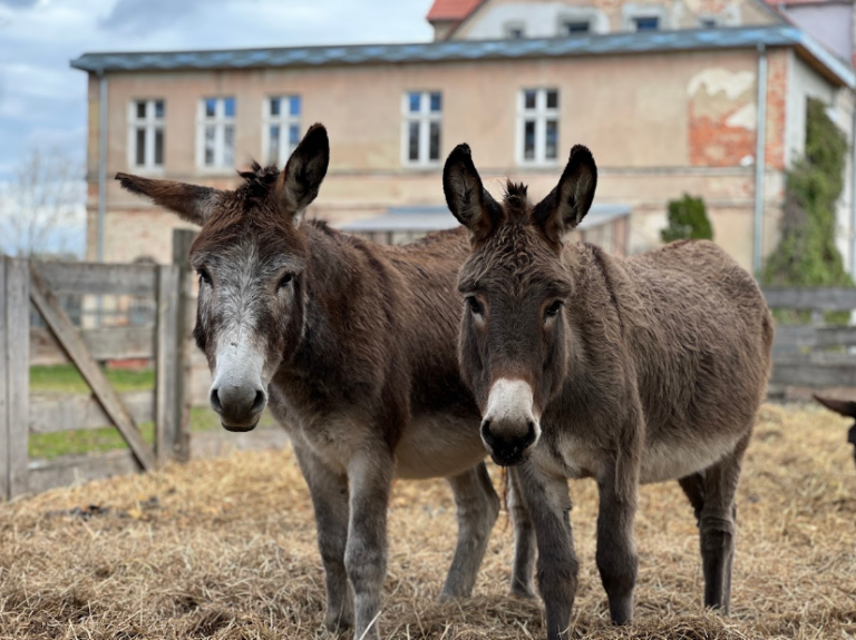 osiołki na tle pałacu