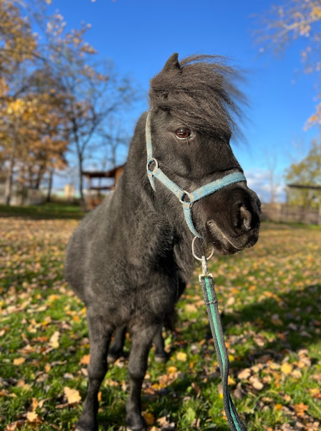 kucyk w naszym parku