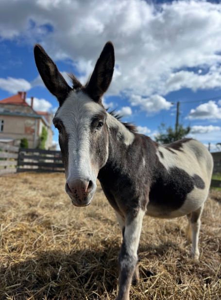 osiołek selfie