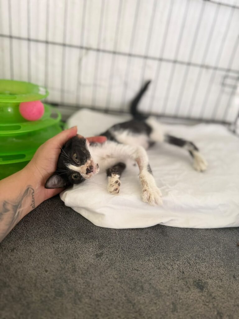 Bella